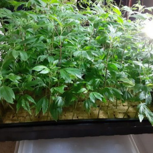 Photo for classified ad HEALTHY MMJ TEENS AND CLONES STANDING 15-25 IN AV FOR DONATION