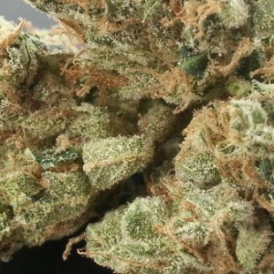 Photo for classified ad #PINK RUNTZ  #OG KUSH , GDP , PURPLE KUSH , BLUE DREAM TO ORDER HIT : (661) 375-7219