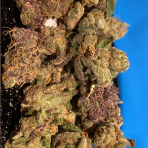 Photo for classified ad Supply of top shelf medical marijuana for both patients and smokers