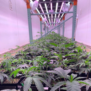 Photo for classified ad RECREATIONALAND  MEDICAL  CANNABIS CLONES AVAILABLE FOR DONATIONS TEXT TO (780) 809-6090 