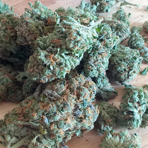 Photo for classified ad DENVER DANK !   HIGHEST QUALITY INDOOR MARIJUANA..