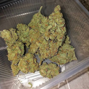 Photo for classified ad TOP SHELF FRESH HARVEST NOW AVAILABLE FOR SERIOUS BUYERS MEETUP AND DELIVERY TEXT +1(323)-763-0227