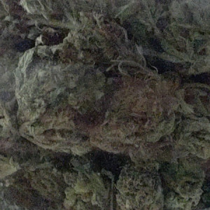 Photo for classified ad Greenhouse bud